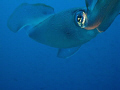 A squid which laid eggs off the p29 wreck in cirkewwa, Malta.

It was attracted to the flash and came rushing to investigate - amazing experience.