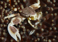 Porcelain Crab
