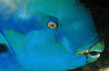 Scarus gibbus (Steepheaded parrotfish), Aboukifan (Panorama Reef) Egyptian Red Sea, Nikon F50 105mm Micro Nikkor, Flash Ikelite Ai