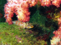 I believe this must be some type of juvenile scorpionfish.  Note the protruberances over the eyes.  Couldn't find it in any of my books. Found him hiding under this tree coral during a dive off Ita Beach on the Izu Pennisula on 2 February 2008.
