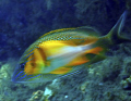 At a cleaning station, I snapped the shot as the juvenile passed in front of the adult grunt.  Taken with an Olympus Evolt E-300 with a Ikelite DS200 strobe.