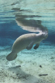 Manatee in Florida.  These guys are just soooooo cute!