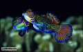 Spawning of the Splendidus

Mandarinfish in mid egg release, Photographed with Nikon F90x 105mm, F22 manually exposed, Velvia.