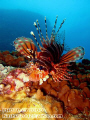 lion fish