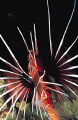 Pterois radiata (Clearfin lionfish), Elphinstone Reef Egyptian Red Sea, Nikon F50 60mm Micro Nikkor, Flash Ikelite Ai