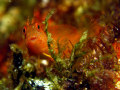 Small fish in Ilha Rasa, coast of Rio de Janeiro