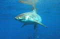 Great White cautiously approaching the baits.
