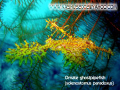 ghost pipe fish (paradoxus)
