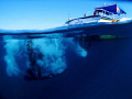 Just going to dive!