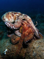 HARDCORE............!!!                                        Three years ago I was lucky to see an octopuses mating. In this picture you can see the sperm floating in front of them.