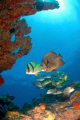 Life at the Reef