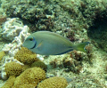 Ocean Surgeonfish on the inside reef at Lauderdale by the Sea
