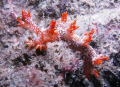 Starry Bornella found at around 18m Wreck at Pulau Salu, Southern Islands Singapore. Canon 720 IS shot on Manual with single Inon D2000 Strobe.