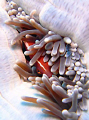 Nemo. Taken in Bunaken with Sony T3.