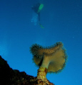 Corail en perspective