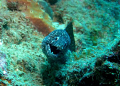 Even Moray's have a bit of a laugh