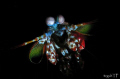 Capture this mantis shrimp inside the crevices...