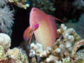 Beautyfull Anthias in Red Sea