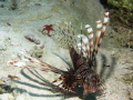 Poisson lion et Etoile de mer