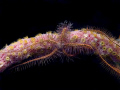 Brittle star arch.  Olympus C-8080