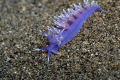 Another nice beastie from my Lanzarote trip