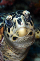 Turtle.