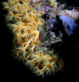Beautyfull Parazoantus axinellae