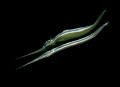 Red sea needlefish and reflection taken at Ras Umm Sid. 