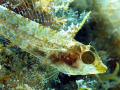 Female threefin blenny caught in June when sexual dimorphism is most evident. 1/100 s, f/6.3, ISO 200, super macro mode on Olympus SP-350, no flash
