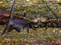 Sleeping with the enemy.
Apparently this lobster does not know, that supposedly she is included in the diet of the white tip reef shark next to her.