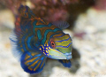 Mandarin fish at Raja Ampat