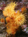 Astroides calycularis, very beautyfull