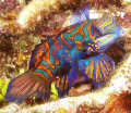 Dusk dive in the Lembeh Strait.