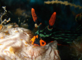 Dusky Nembrotha and friends. Maumere bay Flores.
Sony T3