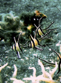 Banggai Cardinalfish, Pterapogon kauderni. Taken in Lembeh Strait