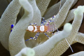 Spotted Cleaner Shrimp