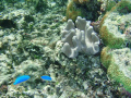 topical fish and coral local beach tongatapu, taken with olympus 720