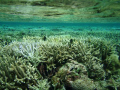 snorkling coral gardens tongatapu 