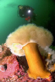 CFWA plumose anemone and diver. Nikon d70 with 10.5 mm lens. Two strobes