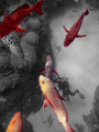 Black, White, and....Red!  Photoshopped.  Natural Light photo of Red Snapper (?) on the Great Barrier Reef.  Turned the background black and white - I like how it turned out :)  Can see a videographer and potato cod below.