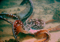 Dancing Octopus