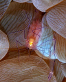 Bubble shrimp with eggs taken at Shark Observatory with E300 and 105mm lens. 