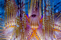 Sea urchin @ Lembeh strait