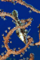 Slender File Fish