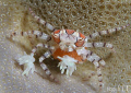 Boxer crab with her eggs...