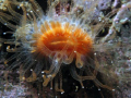 A Devonshire cup coral  