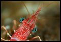 Dancing shrimp - Similan islands - 105 mm macro
