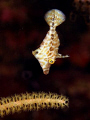 Now, which polyp is the tastiest?