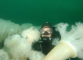 Diver and Plume Anemone, Seattle.