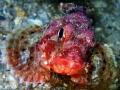 Scorpionfish portrait during a night dive. She cought and ate several small fish swimming by, but I couldnt manage to catch the moment... Olympus SP-350 has some shutter lag. 1/80 s, f/4.5, ISO 200